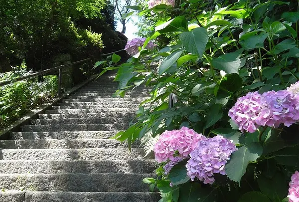 石段のあじさいが綺麗