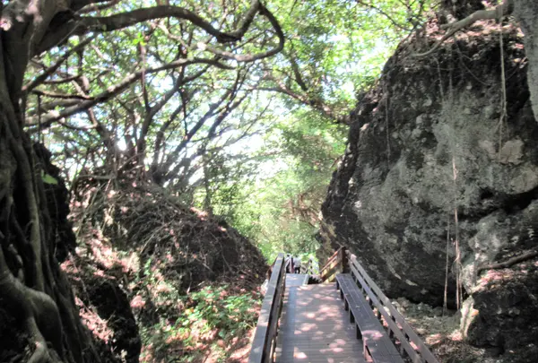 山猪溝原始森林歩道