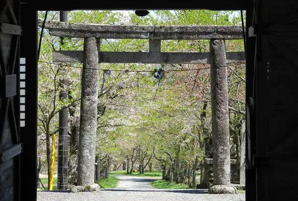 茅部神社の桜並木