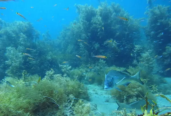 佐渡島の写真・動画_image_145347