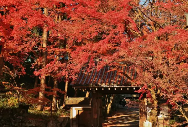 西教寺
