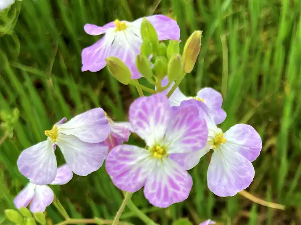 浜に咲くかれんな花
