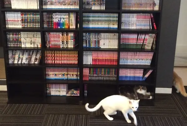 猫カフェ 猫の王様 川口店