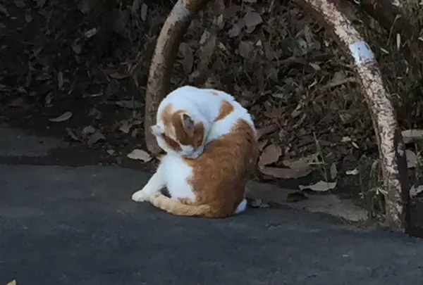 宝ヶ池周辺にはねこもいっぱいいます。