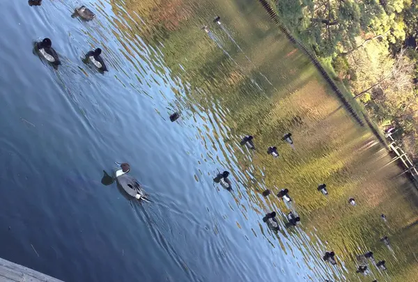 三溪園の写真・動画_image_20000