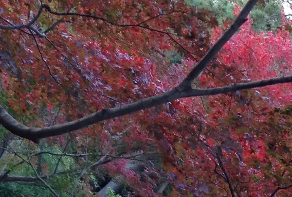 三溪園の写真・動画_image_20002