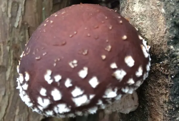 椎茸の採り頃とは？