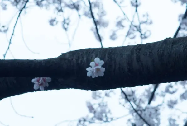 桜一輪