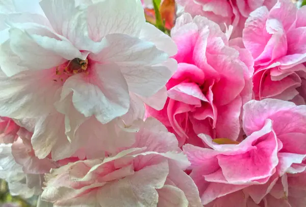 八重桜