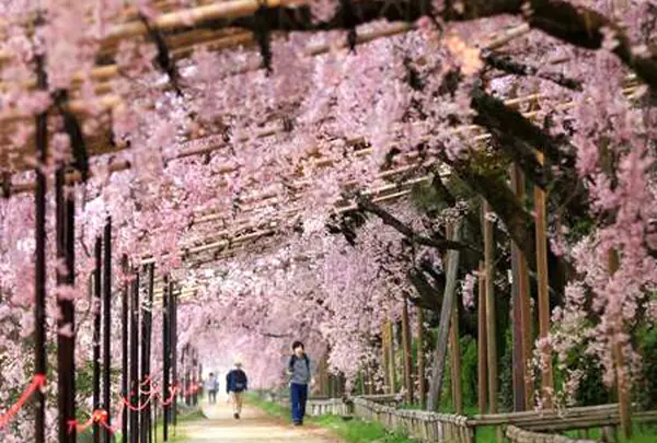 京都 なからぎの道