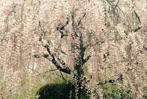 退蔵院