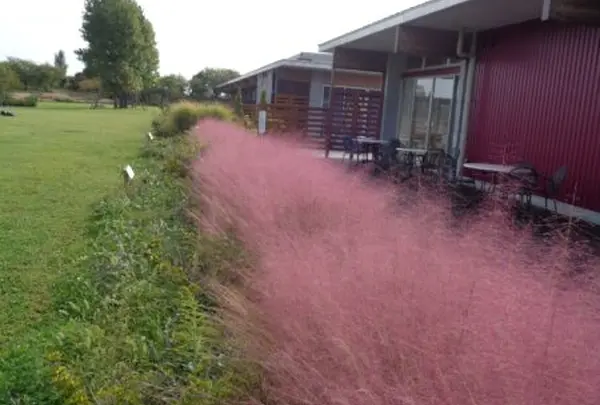 10月　花菜ガーデン　ミューレンベルギア