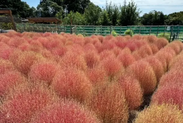 10月　コキアの里