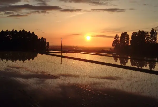 田んぼに映る夕日