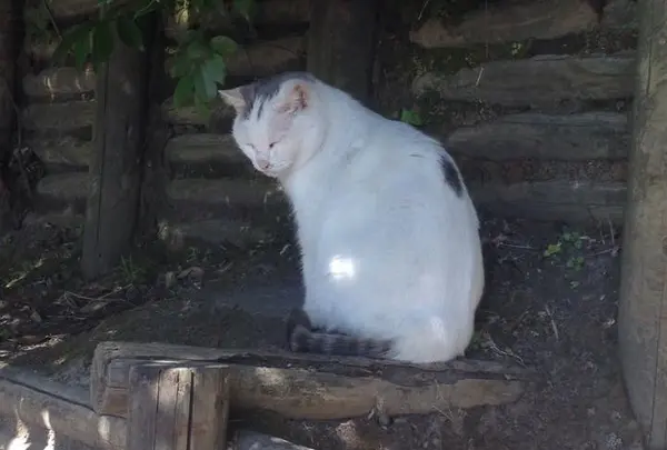 猫がいっぱい！