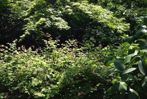 井の頭恩賜公園の写真・動画_image_58734