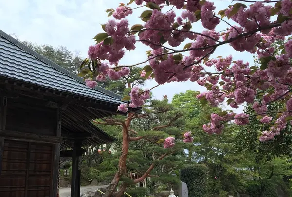 八重桜も！