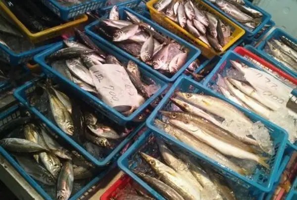 金田漁港朝市