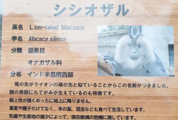 シシオザル