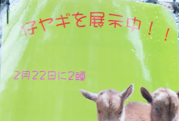 仔ヤギを展示中