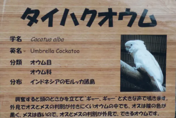 タイハクオウム