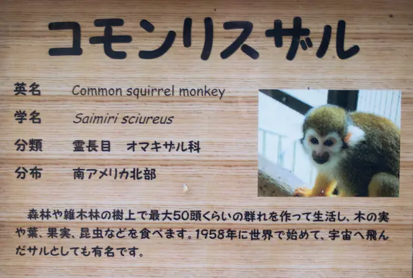 コモンリスザル