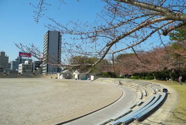 スタンドの回りは全て桜