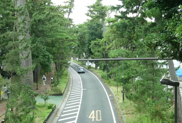 目の前は松並木