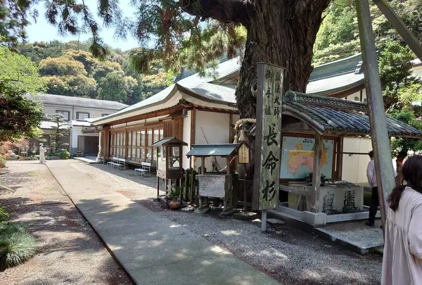 長命杉