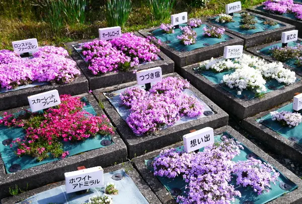いろんな芝桜