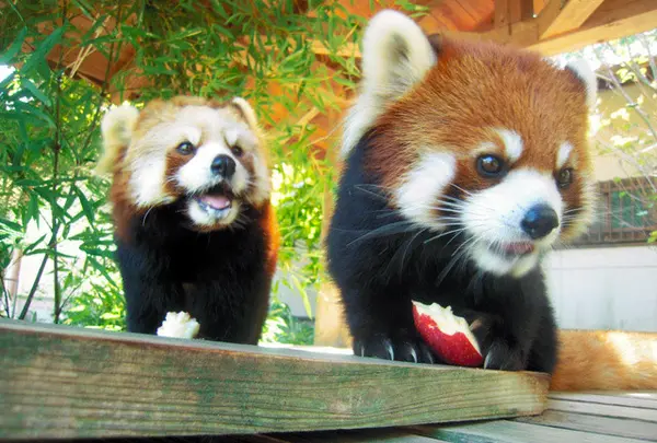 大牟田市動物園