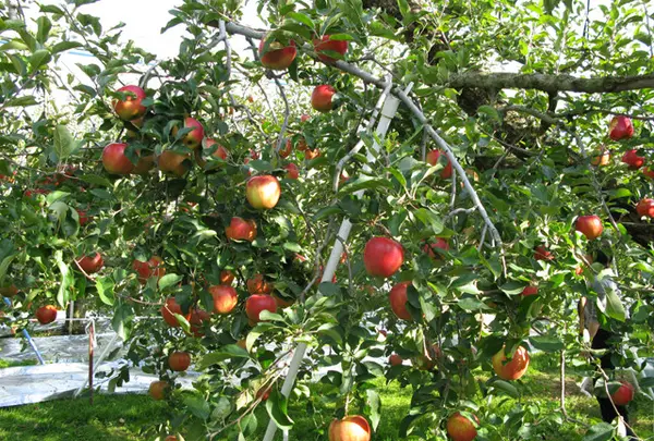 中沢・りんご園