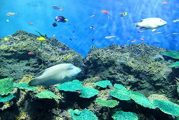 アクアワールド茨城県大洗水族館
