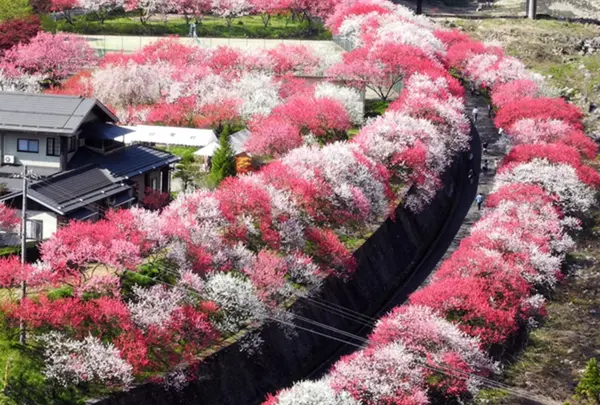 花桃の里　阿智