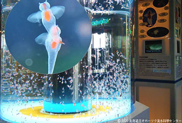 北海道立オホーツク流氷科学センター「ギザ」
