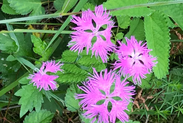 八島ヶ原湿原の写真・動画_image_373635