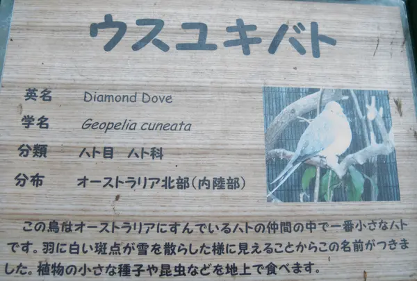 ウズユキバト