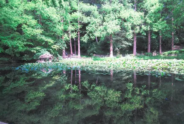 神戸市立須磨離宮公園の写真・動画_image_308771