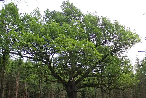 パーヴォラの木 - Paavola Oak Tree