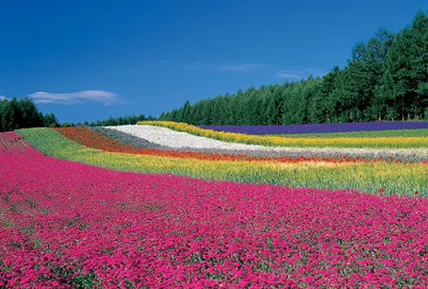 富良野