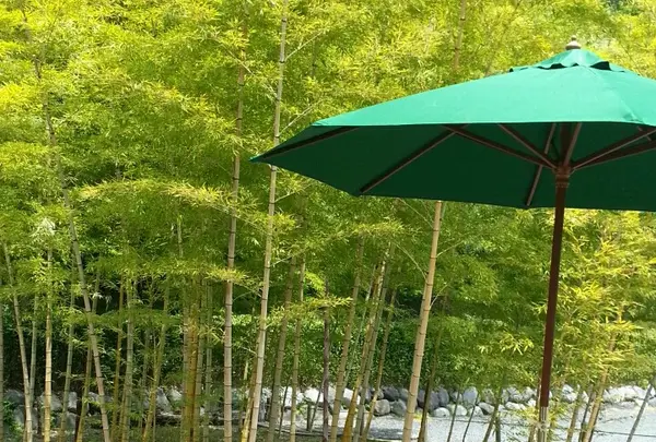 竹林とカフェ