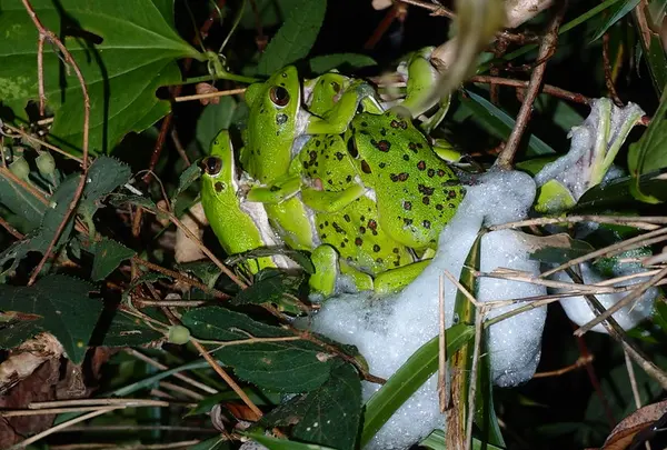 天然記念物がいるカエル