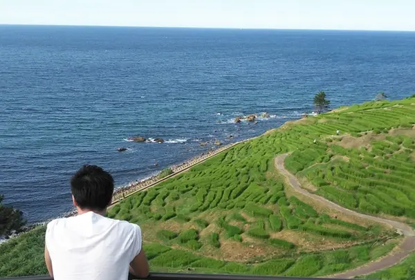 白米千枚田の写真・動画_image_216032
