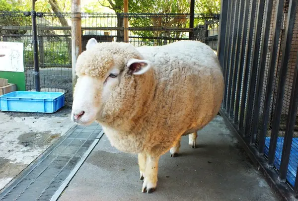 動物もいるよ