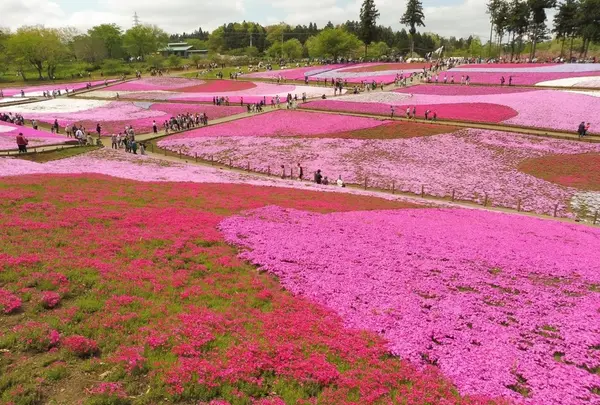 芝桜の丘