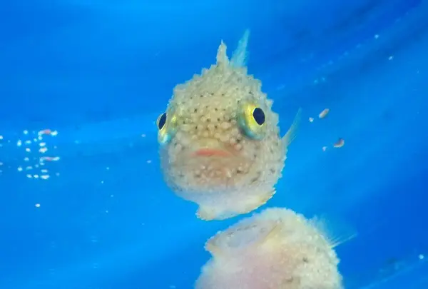 越前松島水族館の写真・動画_image_19228