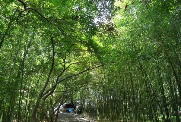 敷地内の竹林