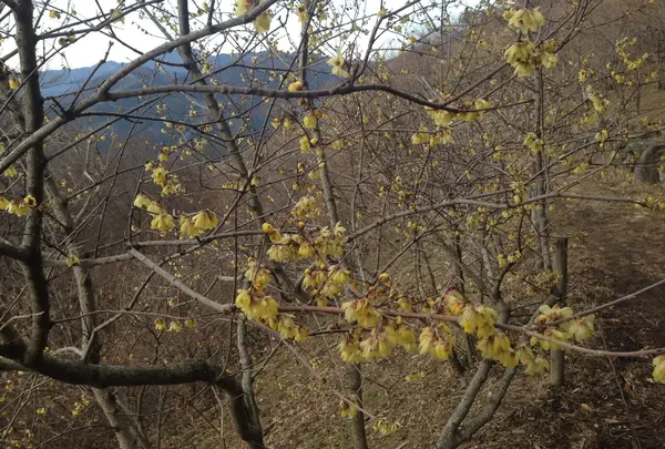 宝登山の写真・動画_image_21166