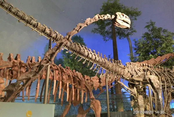 福井県立恐竜博物館