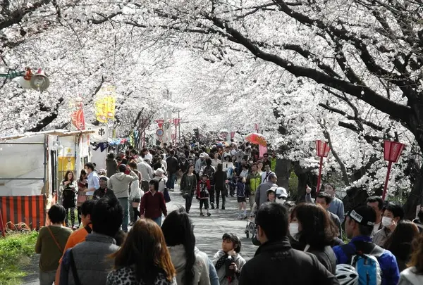 桜トンネルが凄い